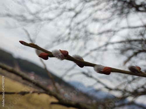 Spring tree flowering. Branch of willow wkith catkins - lamb's-tails. Slovakia	 photo