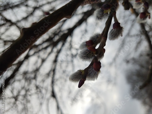 Spring tree flowering. Branch of willow wkith catkins - lamb's-tails. Slovakia	 photo