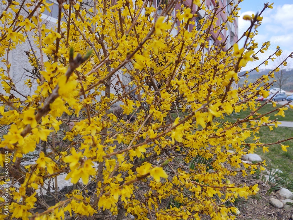 Spring tree flowering - Forsythia flower. Slovakia
Spring tree flowering - Forsythia flower. Slovakia