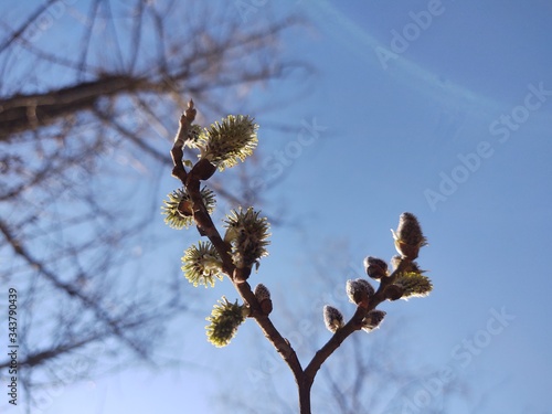 Spring tree flowering. Branch of willow wkith catkins - lamb's-tails. Slovakia	 photo