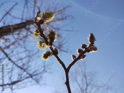 Spring tree flowering. Branch of willow wkith catkins - lamb's-tails. Slovakia	 photo