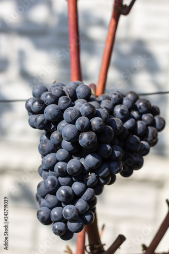 vineyard and grapes