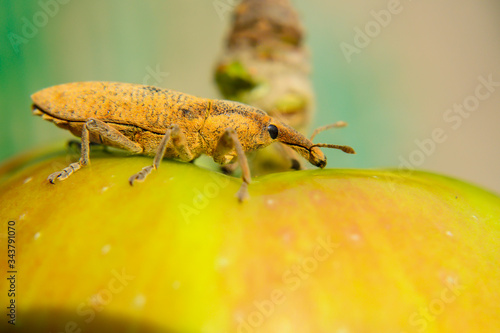 Weevil beetle sits on an apple. Close-up