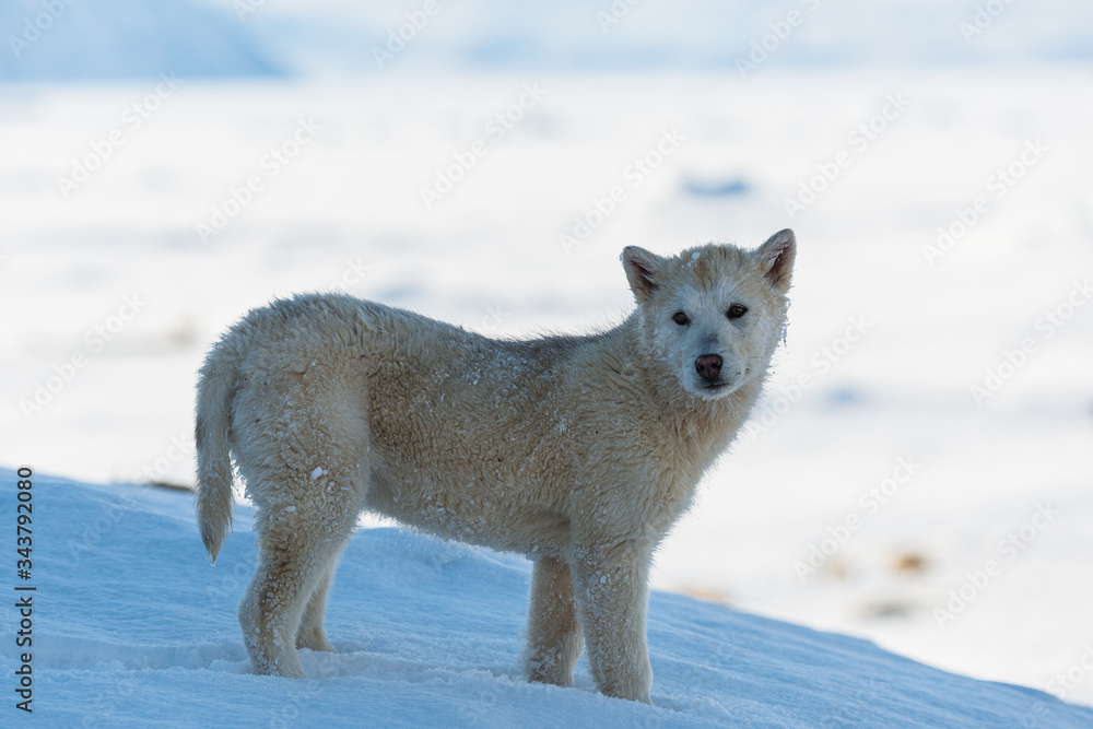 Obraz premium Greenland dog standing on snow, Greenland