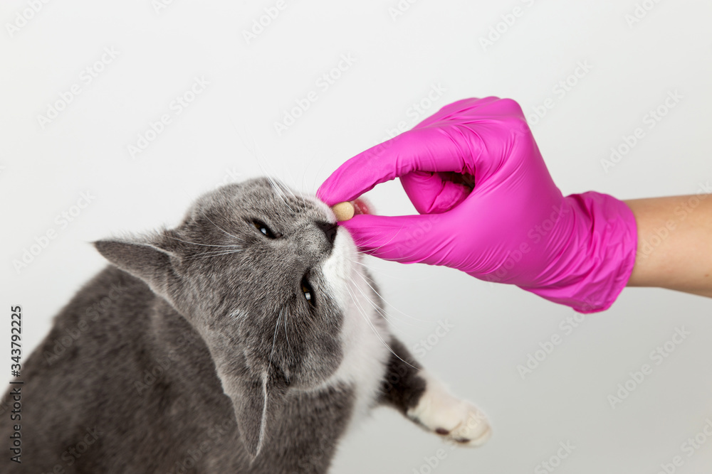 Hands of a doctor in medical gloves, give a pill to a cat, vitamins for wool, treatment of a pet. Hands of a doctor in medical gloves, give a pill to a cat, vitamins for wool, treatment of a pet.