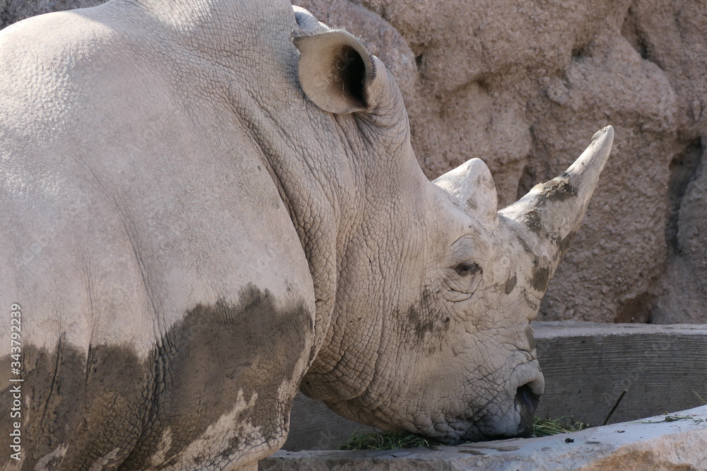 rhino in the sun