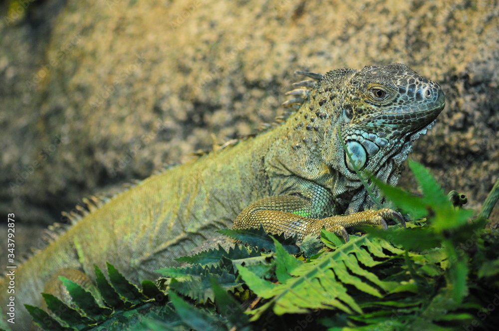 Photo of Iguana lizard sitting in a terrarium close-up in profile,photo portrait of an animal, a large herbivorous lizard of the iguana family Photo of Iguana lizard sitting in a terrarium close-up in profile,photo portrait of an animal, a large herbivorous lizard of the iguana family