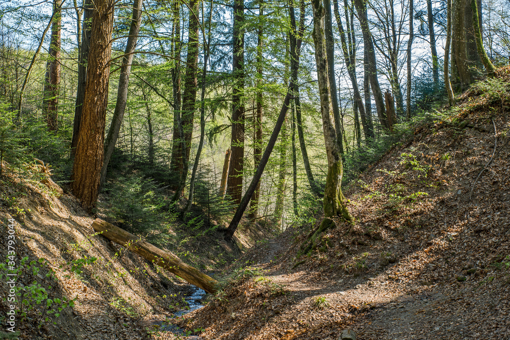 spring all green old trees forest. green lungs of the earth. clean Air. hiking in the forest. beautiful landscape. spring all green old trees forest. green lungs of the earth. clean Air. hiking in the forest. beautiful landscape.