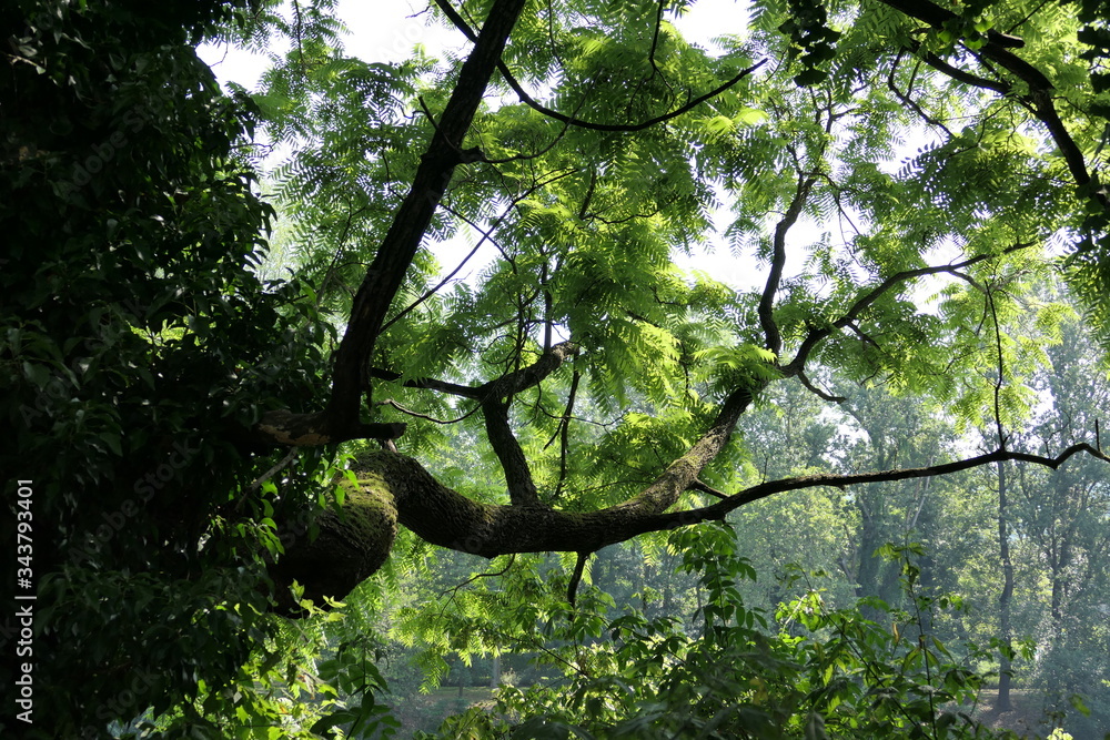 Fototapeta premium tree in the forest
