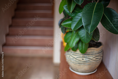 Home plant in a pot. Home decoration in the form of green plants. The comfort in your home and the freshness of wildlife. Growing a plant in a room