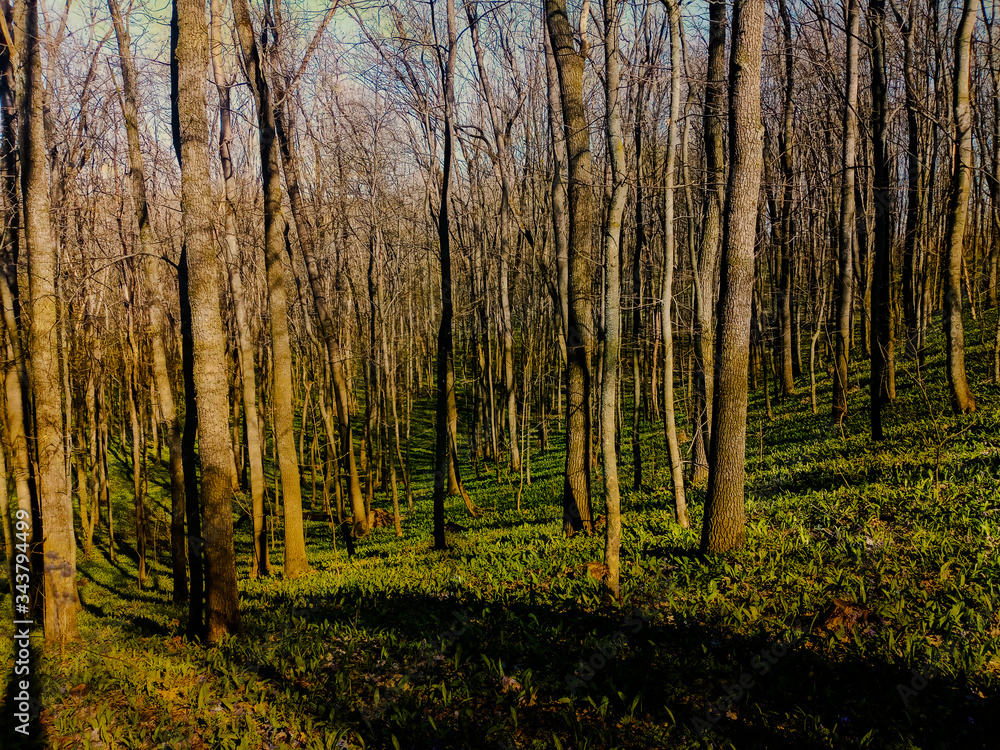 Obraz premium autumn forest in the morning