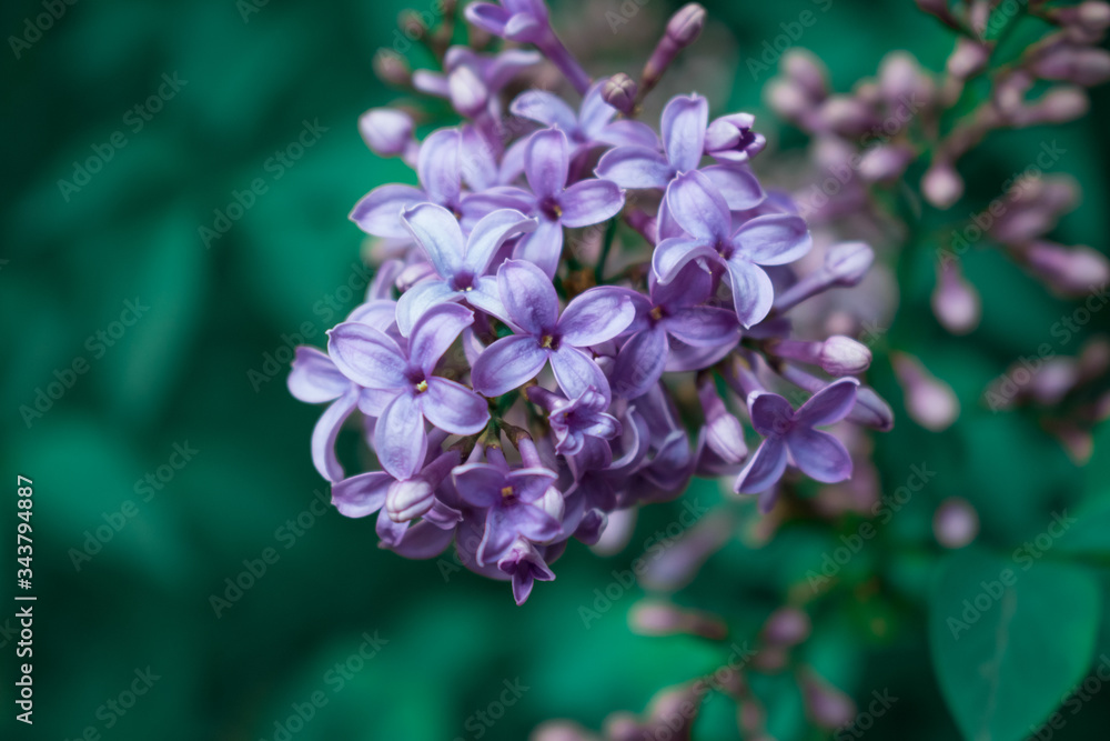 Close up of lilac purple flowers. Beautiful green color. Spring Close up of lilac purple flowers. Beautiful green color. Spring