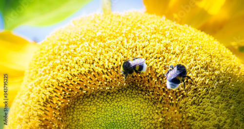 Two bumblebees crawnling on a large sunflower photo