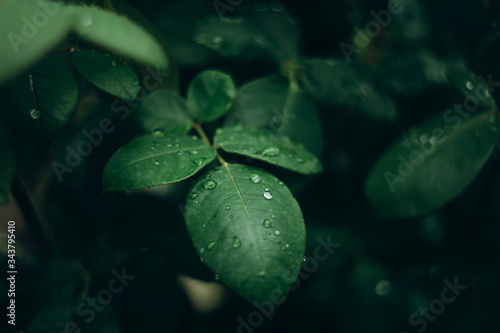 water drops on a leaf