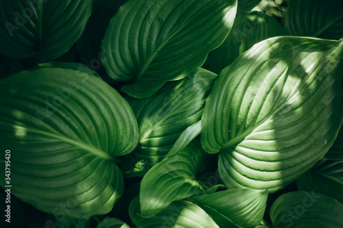 abstract background with green leaves