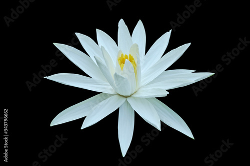Beautiful white water lily flower on black floor