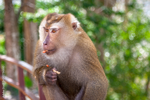 Beautiful monkey in the wild © Kooper