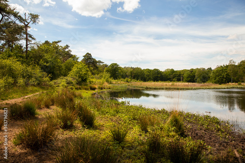 Dutch nature, a lake or fen surrounded by trees and greenery at the Leenderheide in Eindhoven on a very sunny day with a blue sky horizontal photo