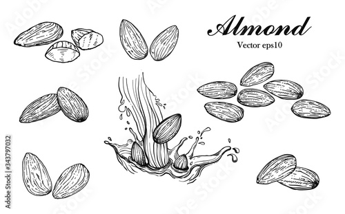 Illustration hand drawn sketch, Set Almond seeds and almond milk, on white background, outline monochrome ink style for artwork, logo, packaging vector eps10.
