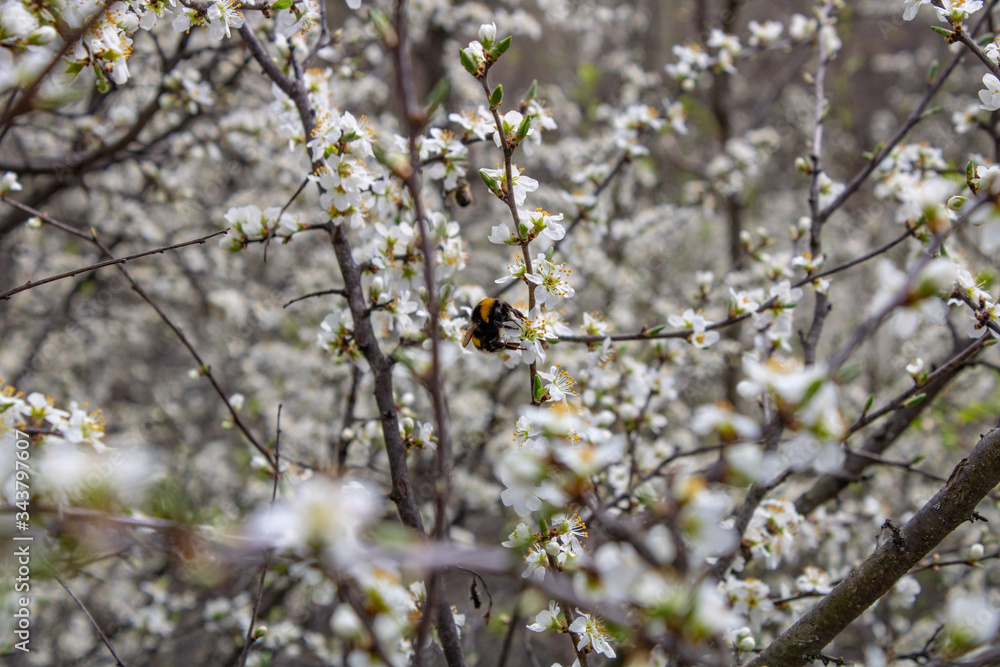 Spring blooming thorns and bumblebee pollinating flowers. Spring blooming thorns and bumblebee pollinating flowers.