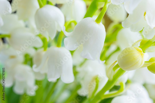 Lily of the valley close-up, detailed bright macro photo. Soft focus. The concept of spring, may, summer. Floral background..