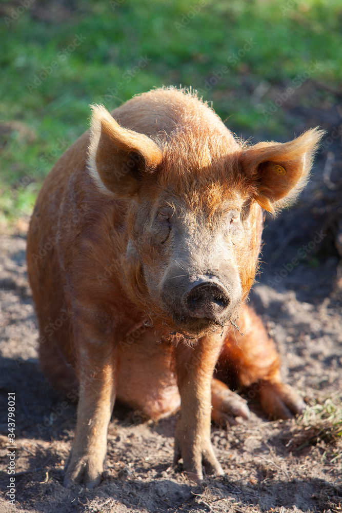 orange brown pig sits in dirt of meadow orange brown pig sits in dirt of meadow