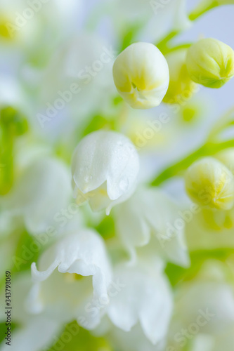 Lily of the valley close-up, detailed bright macro photo. The concept of spring, may, summer. Yellow background, copyspace
