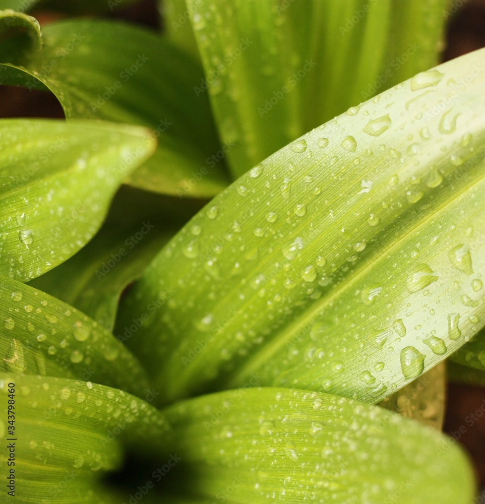 Beautiful green plant with dew in the garden Beautiful green plant with dew in the garden