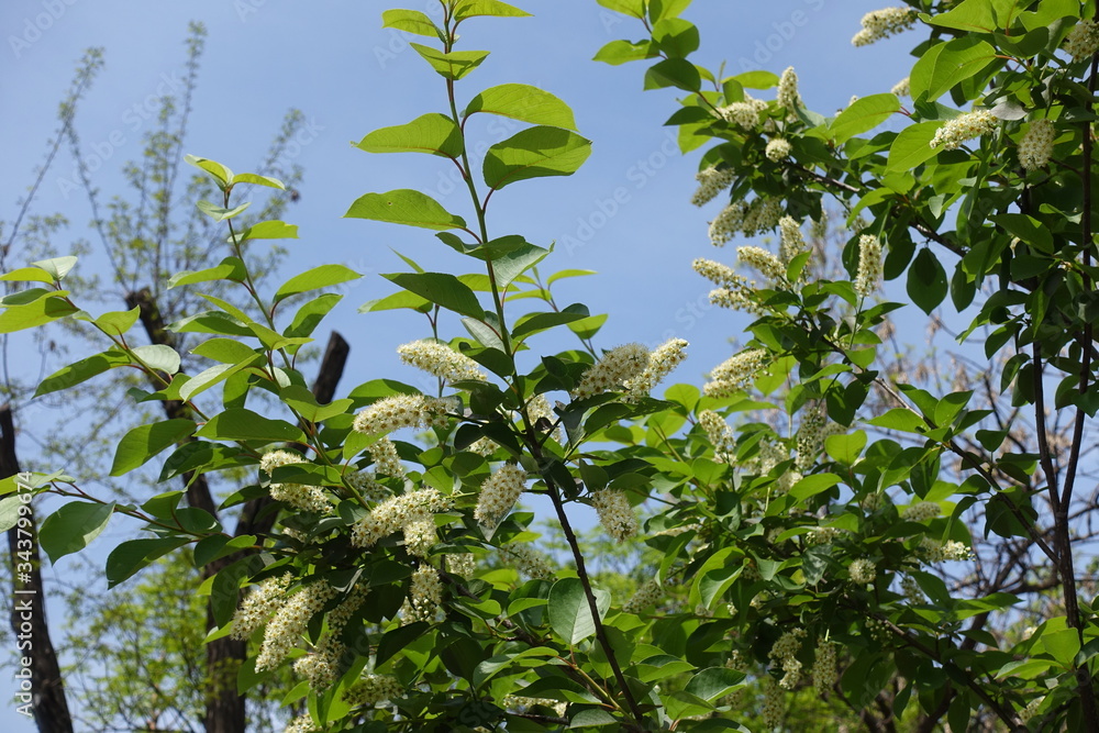 Thin branches of blossoming Prunus serotina against blue sky in May Thin branches of blossoming Prunus serotina against blue sky in May