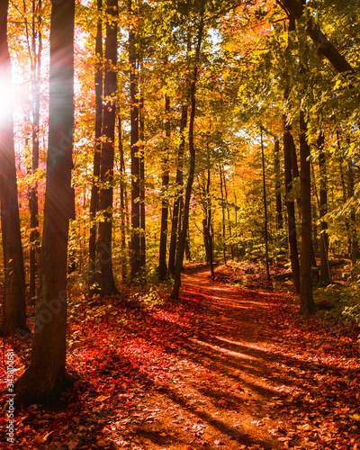 The autumn colors of red, yellow and orange radiate in the forest woodlands with the soft autumn sun setting in behind.