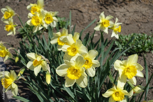 A lot of yellow flowers of narcissuses in April