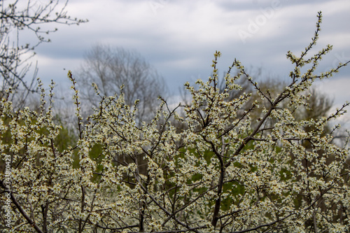 Landscape of blooming blackthorn against the sky.