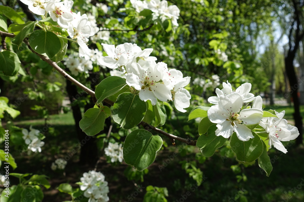 Branch of blossoming pear tree in April Branch of blossoming pear tree in April