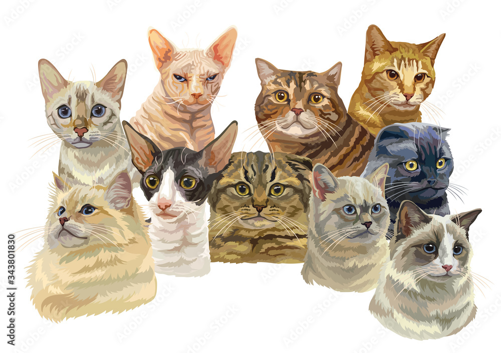 Vector illustration with cats