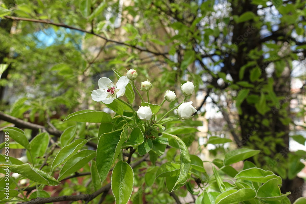 Closed buds and white flowers of pear tree in April Closed buds and white flowers of pear tree in April