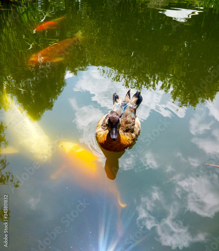 Duck floating on pond above Koi fish with sun reflecting across surface.