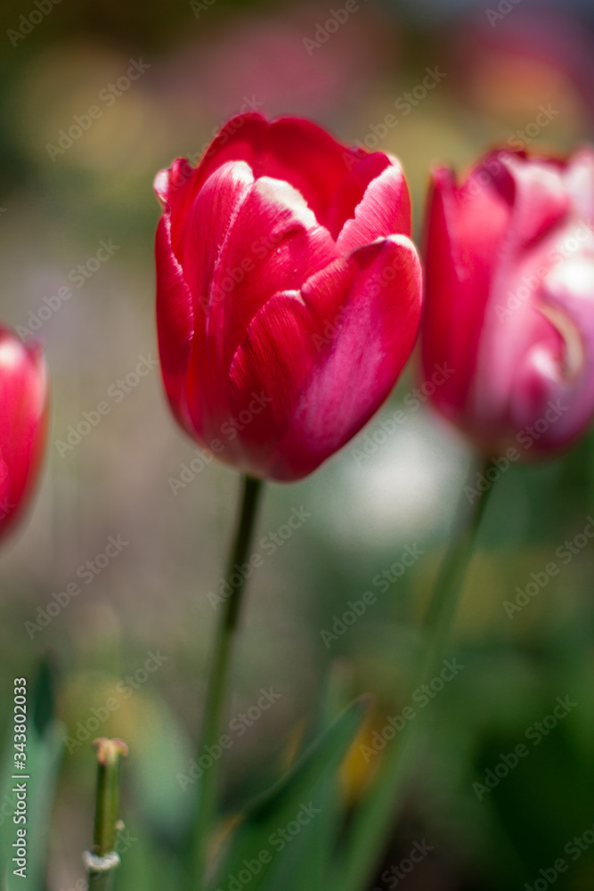 Fototapeta premium Tulipany