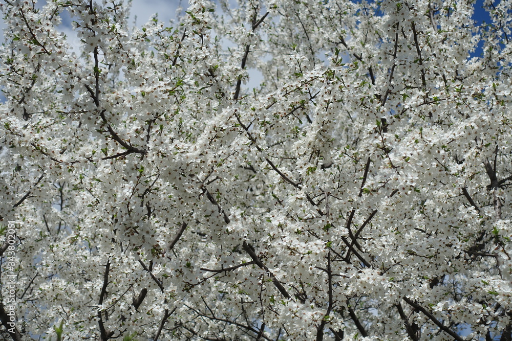 Backdrop - white flowers of blossoming plum tree in April Backdrop - white flowers of blossoming plum tree in April