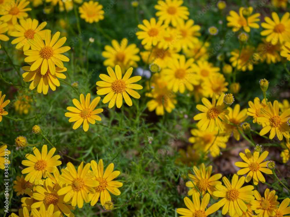 Lovely yellow flowers (Beautiful yellow flowers) Lovely yellow flowers (Beautiful yellow flowers)