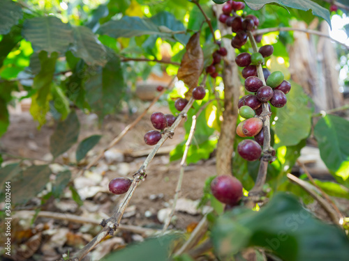 Cherry coffee beans of coffee, green coffee, Arabica coffee Thailand.