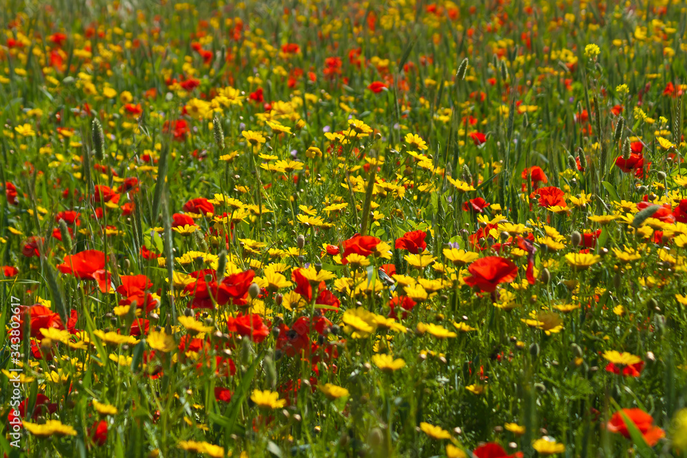 Red and yellow wildflowers among green grass background