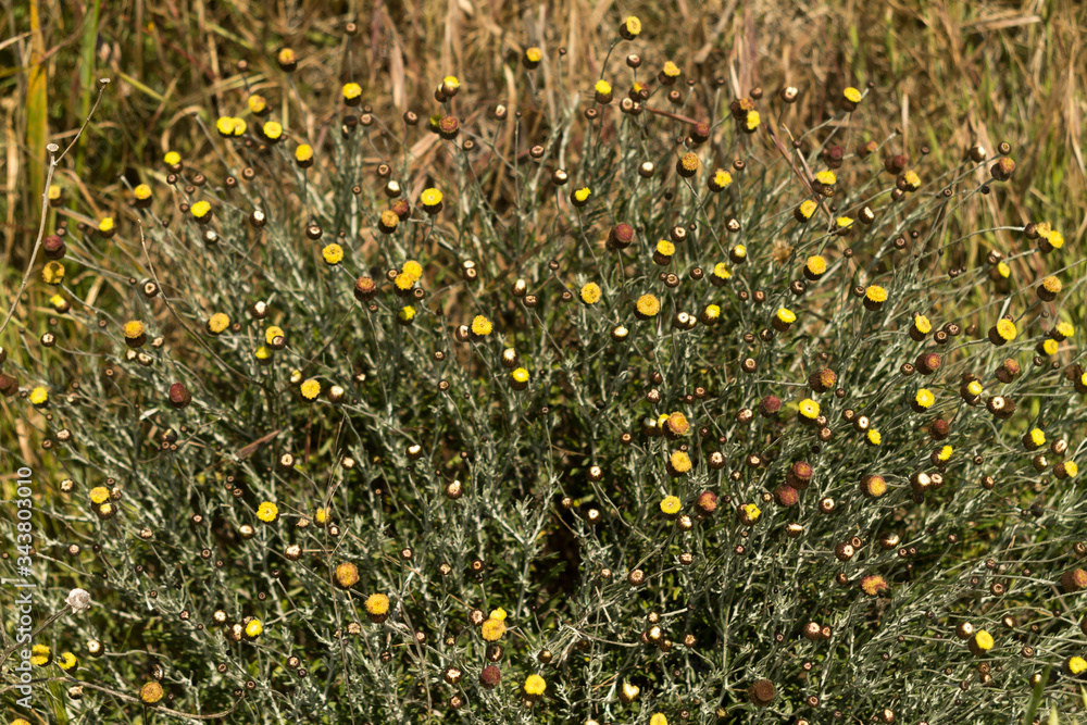 Background of small yellow wildflowers on a bush in sunlight