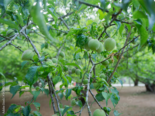 Plum fruit on the plum tree
