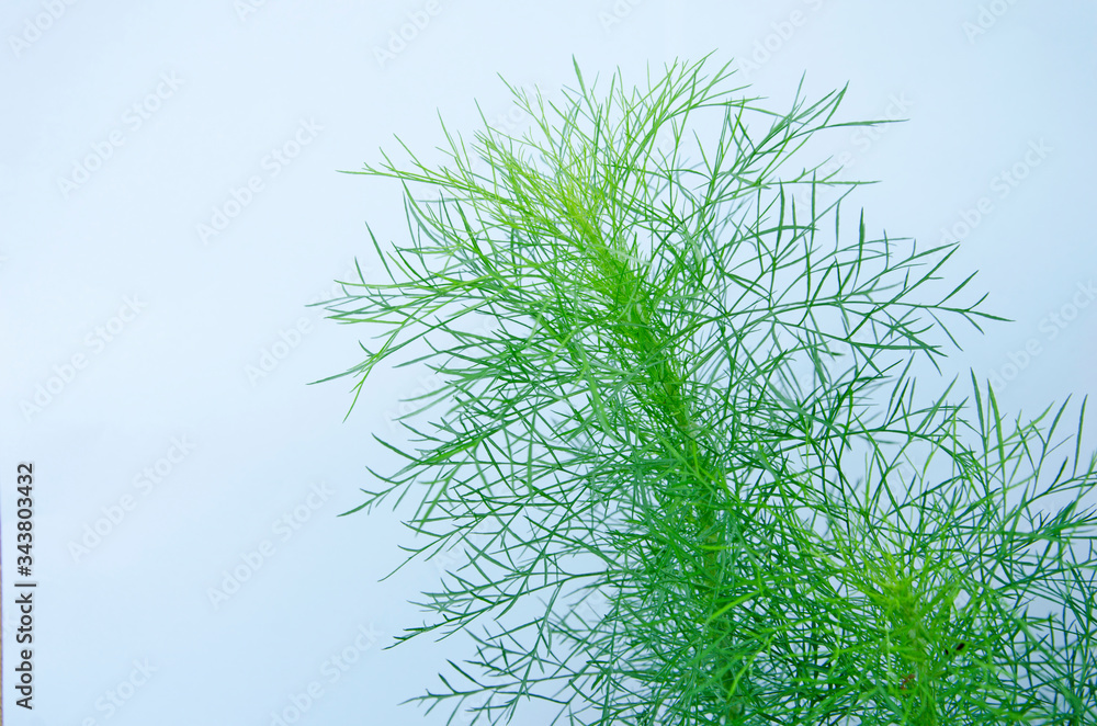 Obraz Fresh green leaves of asparagus on blue and white background