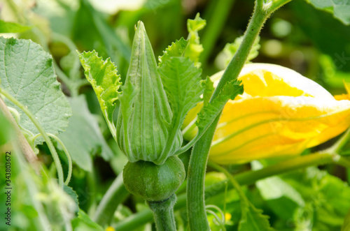 New female flower bud of pumpkin close up