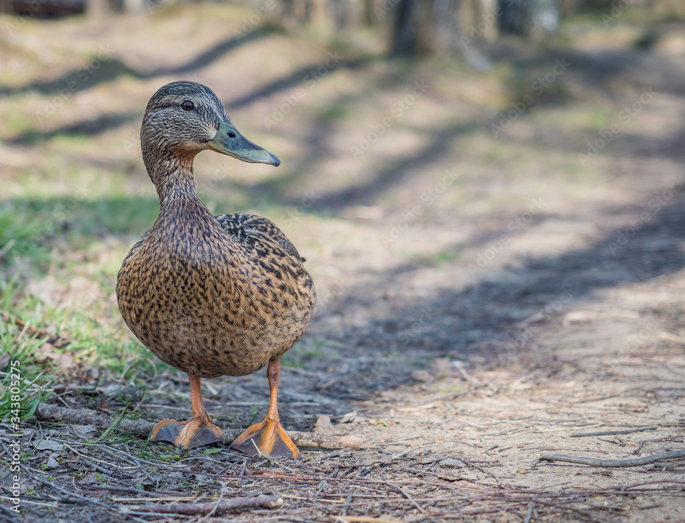 Fototapeta premium Walking duck in park