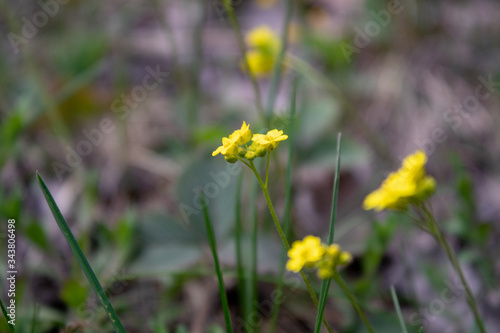 Forget-me-not spring flowers in an ecologically clean area.