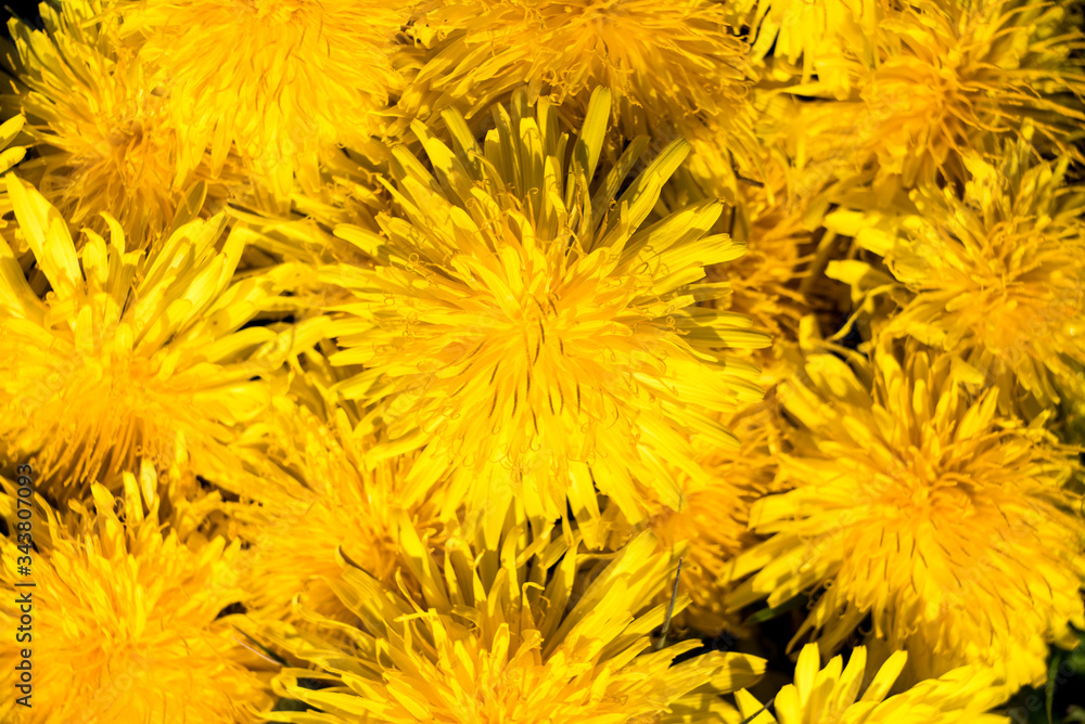 dandelion on summer field Taraxacum officinale dandelion on summer field Taraxacum officinale