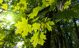 Branches with fresh green leaves of maple tree