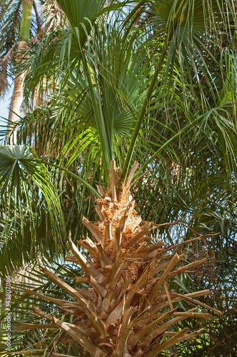 Closeup of palm tree trunk and fronds